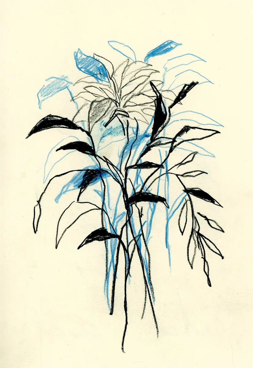 AGAPANTO, 2021 serie radicarsi -Agapanto studio n°1. tecnica mista su carta 17x12cm